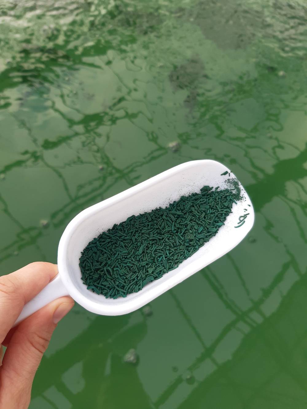 spiruline